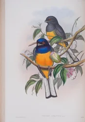Trogon Aurantius, tallerken fra The Birds of Great Britain af John Gould, udgivet 1862-73 (håndfarvet litho)